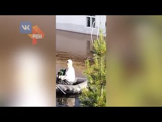 Поющий баянист в лодке подбодрил жителей затопленной Амурской области