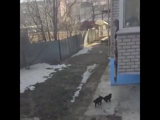 как выгуливать котиков