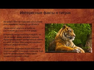 Включи тигриные истории. Интересные факты о тиграх. Интересные факты о Тигре. Тигр интересные факты. Факты о Амурском Тигре.