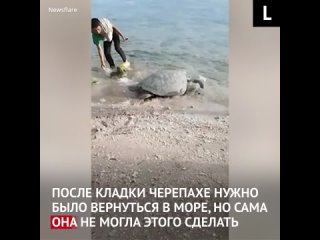 Филиппинцы помогают черепахе вернуться в море