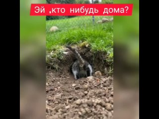 Любопытный котей)