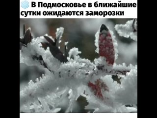 ❄ В Подмосковье в ближайшие сутки ожидаются заморозки. 
 
В ночь с пятницы на субботу температура составит от +2° до +7°, местам