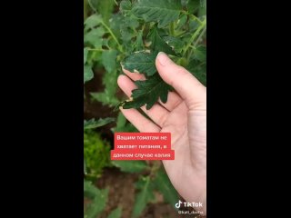 Как определить по листьям чего не хватает томату