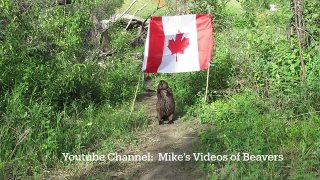 Oh Canada ...Beaver Steals my Canada Flag