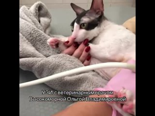 Доктор Вет Минск, Беларусь kullanıcısından video