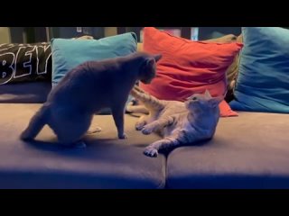 [INSTAGRAM] 210728 Обновление инстаграма кошек Херин (xhyo3catsx)