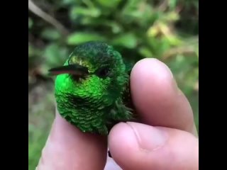 Переливающаяся окраска колибри