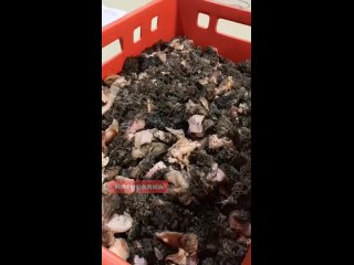 Video by Натуралка.рф | Мясо для собак