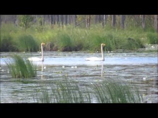 Лебеди в Вытегорском районе