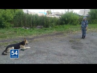 Собака поймала вора/Барабинск/ПОЛИЦИЯ54