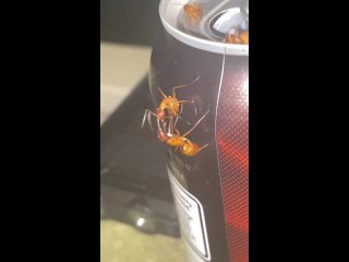 Рыжие муравьи Camponotus castaneus дерутся за банку содовой