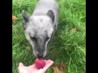 Песец Иван ест яблочки