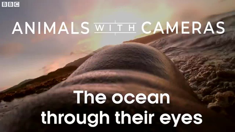 The Ocean Through Animal’s Eyes   Animals with Cameras 2   BBC Earth
