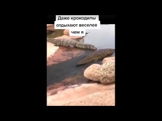 даже крокодилы отдыхают веселее чем я