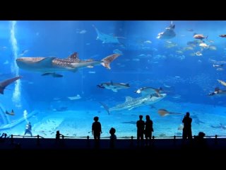 Full HD 1080p - Okinawa Churaumi Aquarium