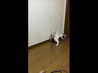 Кот играет сам с собой