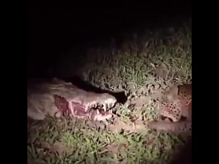 Леопард, крадущий добычу из пасти крокодила.