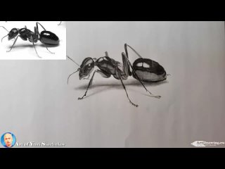 Юрий Синчуков. Как нарисовать муравья карандашом