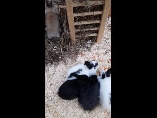 Видео от Пермский зоопарк
