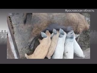 Животноводы о массовых убийствах свиней