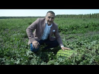 В Целинном районе выращивают самые вкусные на Урале арбузы