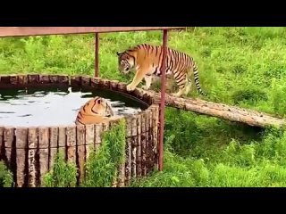 Тигры понежились в джакузи в парке во Владивостоке В России