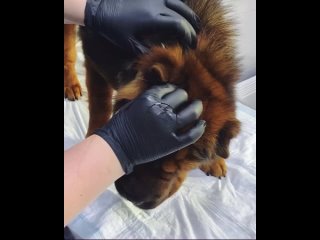 Ветеринарный центр “ГУД ВЕТ“ kullanıcısından video