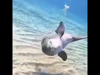 Видимо, дельфин понял, что его снимают на камеру и решил пококетничать
