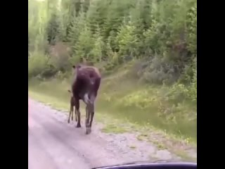 Відео_від_Планета_земля_I_Опасное