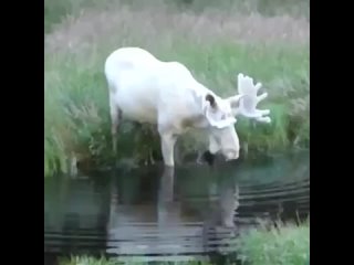 An adult, albino moose in the wild.