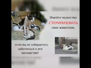 Vídeo de ВОЛОНТЕРСКИЙ АКТИВ «БАРБОСКИН&»
