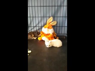 Video by Пристрой кота