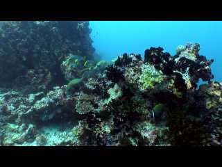 Anantara Dhigu Resort & Spa, Maldives - Discover a tropical paradise