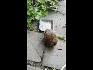 🦔 Как чешутся ёжики