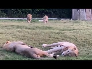 Молодые львы учатся рычать как взрослые! 26 июл 2021