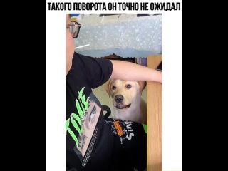 Это самое милое видео