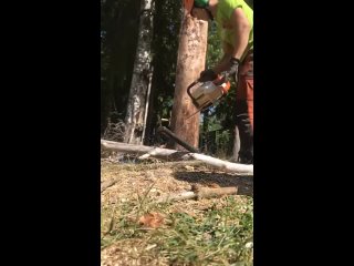 Видео от Спил деревьев