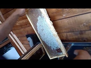 Making honey