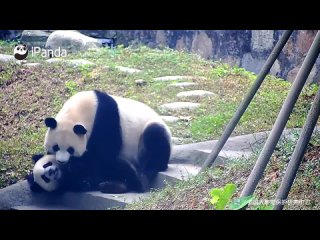 Мама-панда хочет постоянно обнимать и целовать своего ребенка