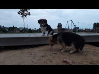 Собачки