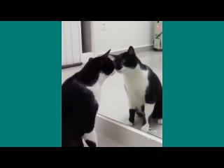 Funny Cats Cute and Baby Cats Video Compilation