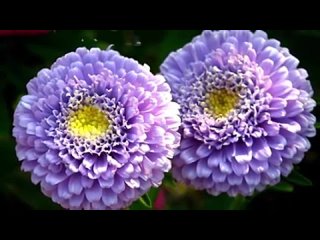 Эту музыку можно слушать вечно.Самая красивая мелодия на свете..Невероятно красивая музыка и цветы_(240P).mp4