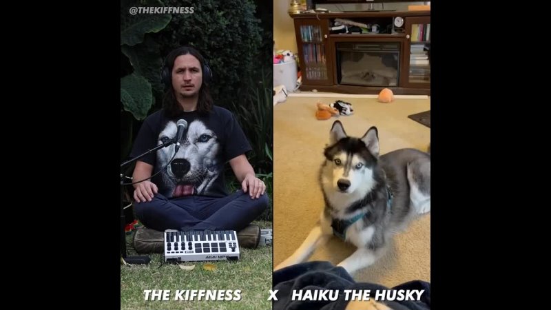 The Kiffness X Haiku The Husky Ancient Husky