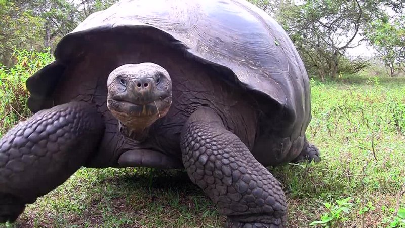 Giant Galapagos Tortoise