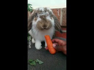 Nom Nom 😋 OMG 😱 Cutest Bunny Video Compilation 2021 😍😘