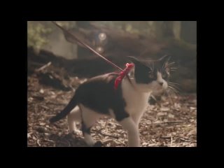 Кошачьи миры Луиса Уэйна | Трейлер