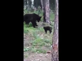 Кот спасает от медведя в Якутии