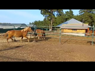 Видео от Тяжеловозные породы лошадей. Продажа. Объявления