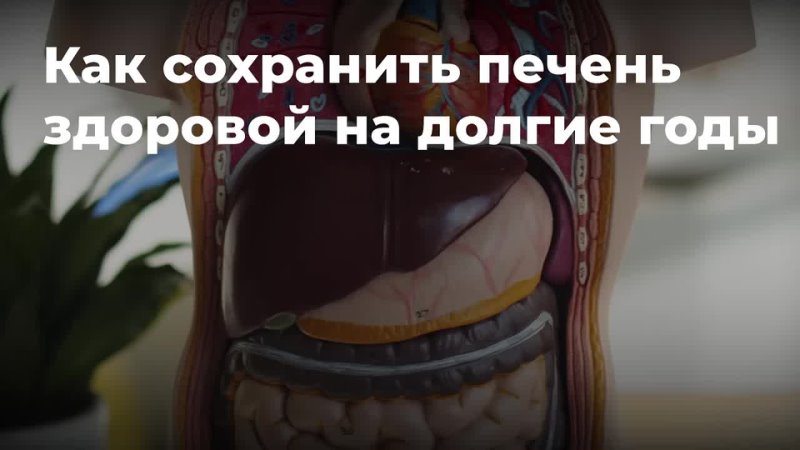 Как сохранить печень здоровой на долгие годы: 10 полезных советов