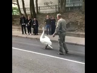 НАБЛЮДАЙ • 
Вчера вечером ...(Варвара?)
К нам на озеро вернулась 
С лодок ... и с катамарана ...
(С нашей “дикостью“ столкнулась